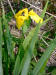 Yellow Flag/200206090975 Yellow Flag (Iris pseudacorus) - Chematogan channel, Lake St. Clair.jpg
