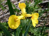 Yellow Flag/200206090979 Yellow Flag (Iris pseudacorus) & Bumble Bee - Lake St. Clair.jpg