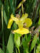 Yellow Flag/200207070175 Yellow Flag (Iris pseudacorus) - South Baymouth, Manitoulin Island.jpg