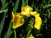 Yellow Flag/200306150525 Yellow Flag (Iris pseudacorus) - Lake St Clair.JPG