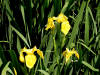 Yellow Flag/200306150529 Yellow Flag (Iris pseudacorus) - Lake St Clair.JPG