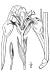 200406 Pale Yellow Iris (Iris pseudacorus L.) - USDA Illustration.jpg