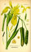 200406 Pale Yellow Iris (Iris pseudacorus L.) - from Flora von Deutschland Österreich und der Schweiz.jpg