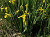200506046168 Yellow Flag (Iris pseudacorus) - Lake St Clair.jpg