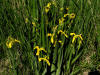 200506046171 Yellow Flag (Iris pseudacorus) - Lake St Clair.jpg