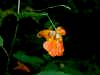 200008131159 Spotted Touch-Me-Not or Jewel weed.jpg (29338 bytes)