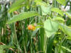 200207280141 Spotted Touch-Me-Not or Jewelweed - Manitoulin.JPG