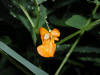 200307200956 Spotted Touch-Me-Not or Jewelweed (Impatiens capensis) - Isabella Co.jpg