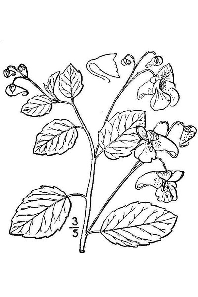 200609 Spotted Touch-Me-Not or Jewelweed (Impatiens capensis) - USDA Illustration.jpg