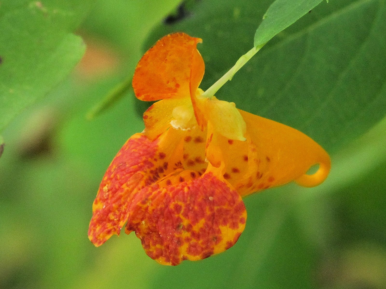201209021237021 Spotted Touch-Me-Not or Jewel weed (Impatiens capensis) - Bald Mountain R.A., Oakland Co, MI.JPG