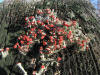 20080112142004 British Soldiers (Cladonia cristatella) - Bald Mountain RA, Oakland Co.JPG