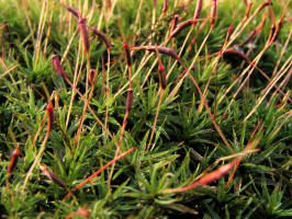 Wavy-Leaved Moss/200601160175 Wavy-Leaved Moss (Dicranum polysetum) - Oakland Co.JPG