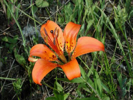 ../Lilies, orange/Lily, wood/200307068290 Wood Lily (Lilium philadelphicum L. ) - Manitoulin Island.jpg