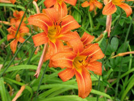 Lilies, orange/Orange Daylily/20080712123901 Orange Daylily, Tawny Daylily, Tiger Daylily, or Ditch Daylily (Hemerocallis fulva) - Oakland County, Michigan.JPG