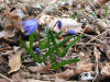 20070406145703 Squill (Scilla siberica) blue flowers - Oakland Co.jpg