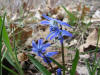 20070415163201 Squill (Scilla siberica) blue flowers - Oakland Co.JPG