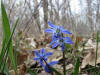 20070415163216 Squill (Scilla siberica) blue flowers - Oakland Co.JPG