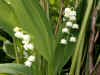 200005111092 Lily of the Valley.jpg (40703 bytes)
