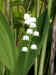 200005111093 Lily of the Valley.jpg (24000 bytes)