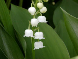 Lily of the Valley/200305170194 Lily of the Valley (Convallaria majalis) - Rochester.JPG