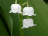 Lily of the Valley/200305170194b Lily of the Valley (Convallaria majalis) - Rochester.JPG