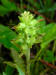 200206151067 Lousewort (Pedicularis canadensis) - RRRA, Ogemaw County.jpg