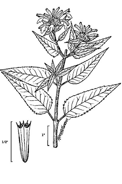 200612 wild Bergamot (Monarda fistulosa) - USDA Illustration.jpg