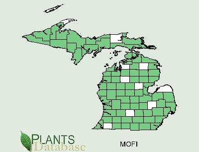 200612 wild Bergamot (Monarda fistulosa) - USDA MI Distribution Map.jpg