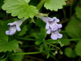 ../Ivy/200306010413 Ground Ivy (Glechoma hederacea L.) - Rochester.jpg