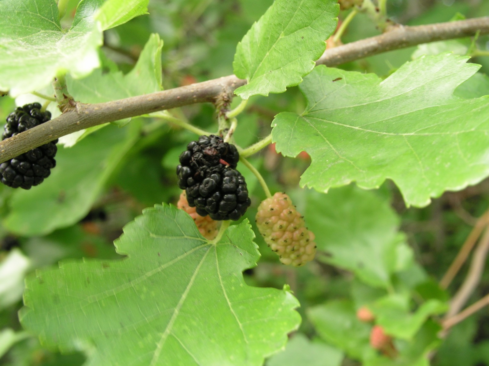 200606191772 White Mulberry (Morus alba) - Wayne Co.JPG
