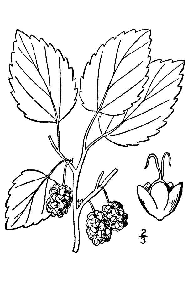 201304 White Mulberry (Morus alba) - USDA Illustration.jpg