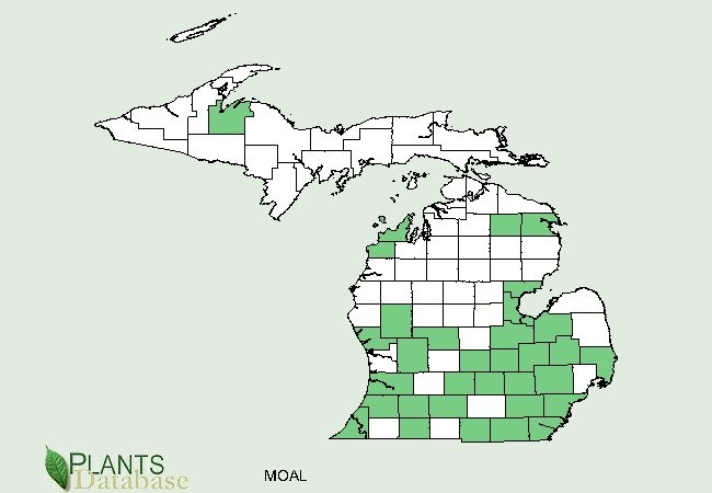 201304 White Mulberry (Morus alba) - USDA MI Distribution Map.jpg
