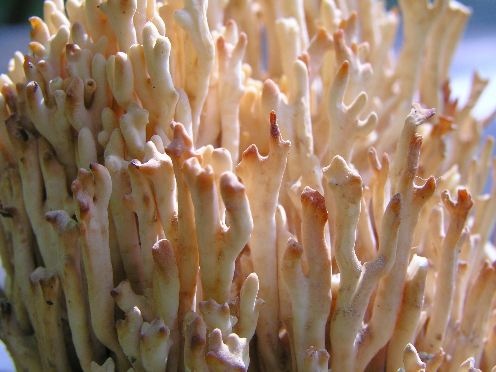 200509049407 Crown Coral Fungi (Clavicorona pyxidata) - Manitoulin Island.jpg
