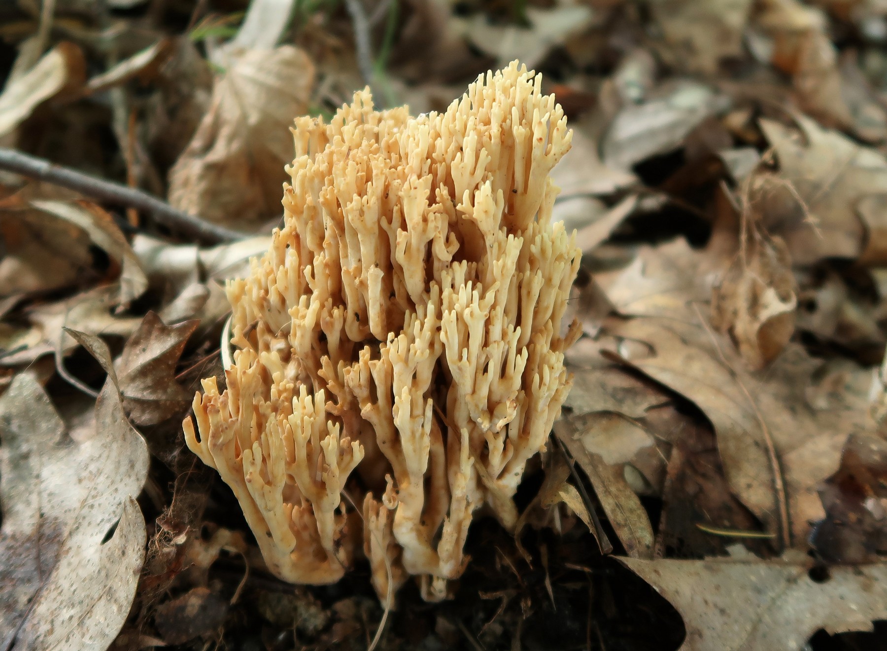 201909231134001 Crown Coral Fungi (Clavicorona pyxidata) - Bald Mountain RA, Oakland Co, Michigan.JPG