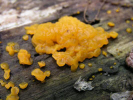 Jelly Fungus/Orange Jelly/200405150628 Orange Jelly (Dacrymyces palmayus) - Isabella Co.jpg