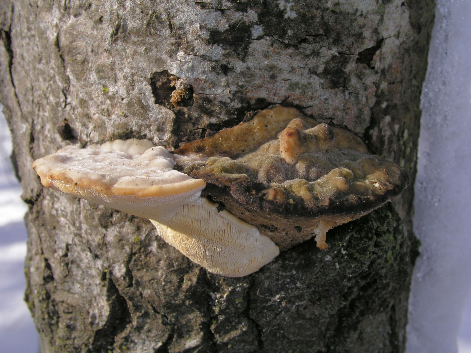 200601220264 Bracket Fungi (Oxyporus populinus) - Isabella Co.JPG