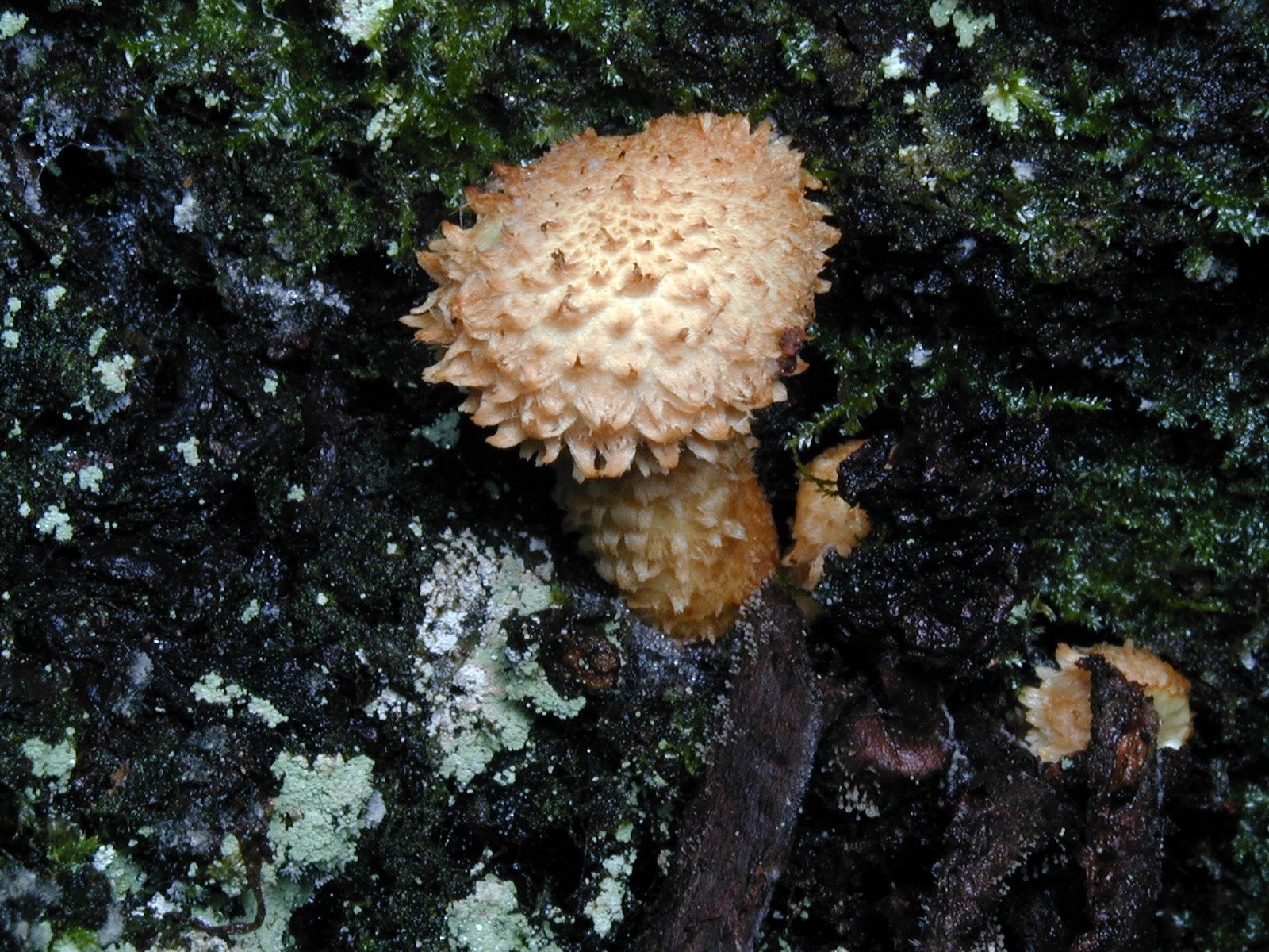 200109273255 Scaly Pholiota (Pholiota squarrosa) mushroom - Manitoulin Island.jpg