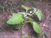 200507127433 West Indian Nightshade (Solanum ptychanthum) - Oakland Co.jpg