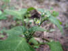 200507127436 West Indian Nightshade (Solanum ptychanthum) - Oakland Co.jpg