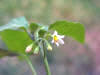 200507127441 West Indian Nightshade (Solanum ptychanthum) - Oakland Co.jpg