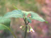 200507127447 West Indian Nightshade (Solanum ptychanthum) - Oakland Co.jpg