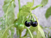 200509109420 West Indian Nightshade (Solanum ptychanthum) - Oakland Co.jpg