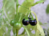 200509109424 West Indian Nightshade (Solanum ptychanthum) - Oakland Co.jpg