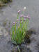 200106012171 Wild Chives - Manitoulin.jpg