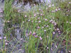 200106012173 Wild Chives - Manitoulin.jpg