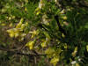 200505185734 Siberian Peashrub (Caragana arborescens) - Troy, Oakland Co.jpg