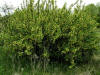200505195761 Siberian Peashrub (Caragana arborescens) - Troy, Oakland Co.jpg