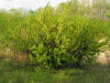 200605051009 Siberian Peashrub (Caragana arborescens) - Troy, Oakland Co.JPG