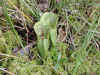 200006240162 pitcher plants.jpg (812471 bytes)