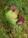 200006240164 pitcher plant flower.jpg (474040 bytes)